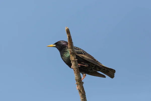 One starling (sturnus vulgaris) sitting on branch — Stock Photo, Image