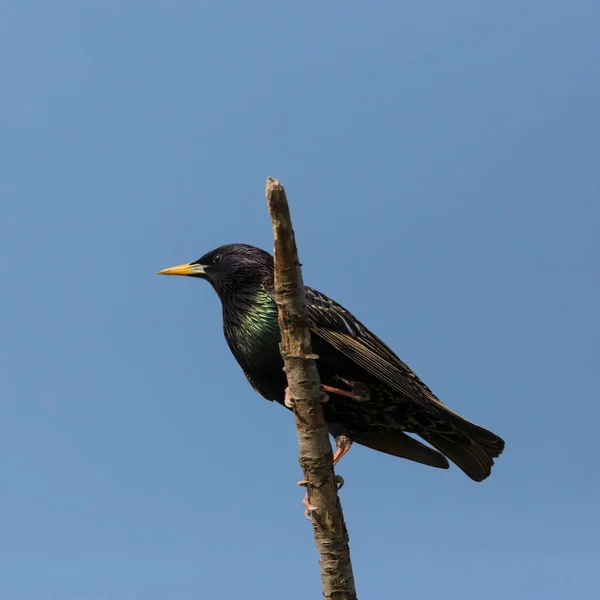 Starling (Sturnus vulgaris) sitter på filial i Blue Sky — Stockfoto