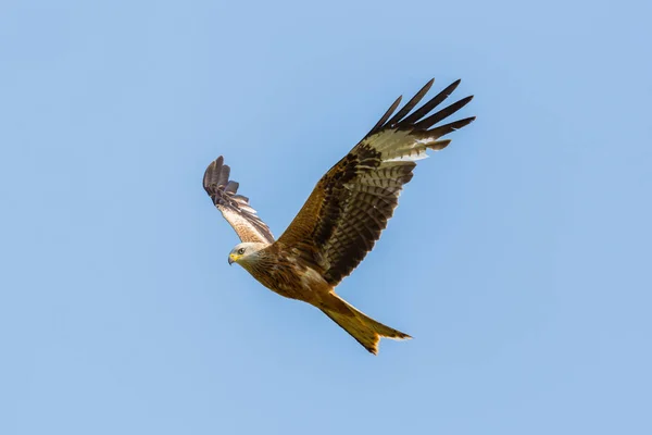 Yakın görüş uçan kırmızı uçurtma (milvus milvus) raptor kuş — Stok fotoğraf