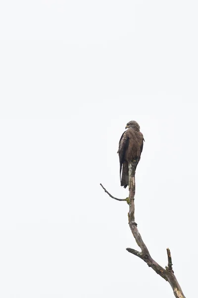 Black kite (milvus migrans) sitting on tree branch — Stock Photo, Image