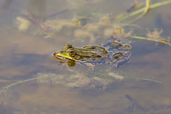 Rã verde nadando na água da lagoa com algas e folhas — Fotografia de Stock