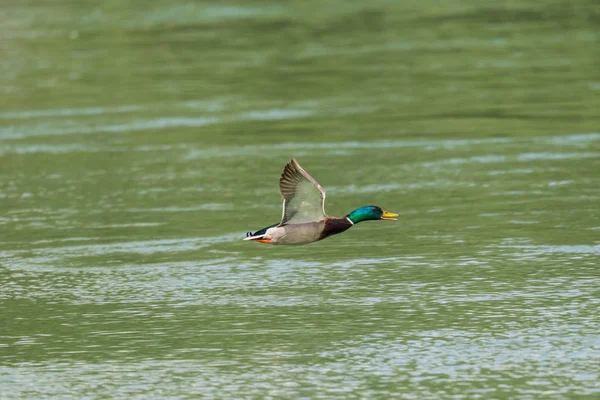 Летящий самец кряквы (anas platyrhynchos) над поверхностью воды — стоковое фото