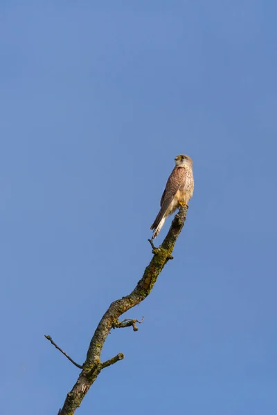 Kestrel (Falco tinnunculus) zittend op de top van tak, blauwe hemel — Stockfoto