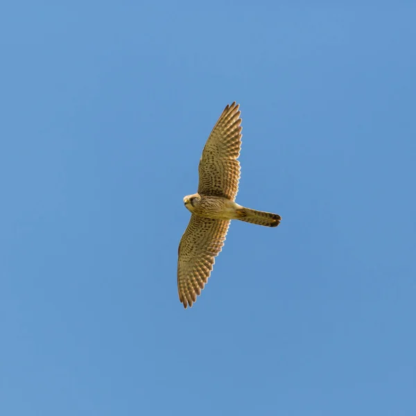 De torenvalk (Falco tinnunculus) vliegen in de blauwe lucht — Stockfoto