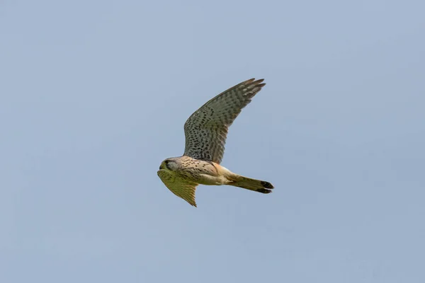 Zijaanzicht portret gemeenschappelijke torenvalk (Falco tinnunculus) tijdens de vlucht — Stockfoto