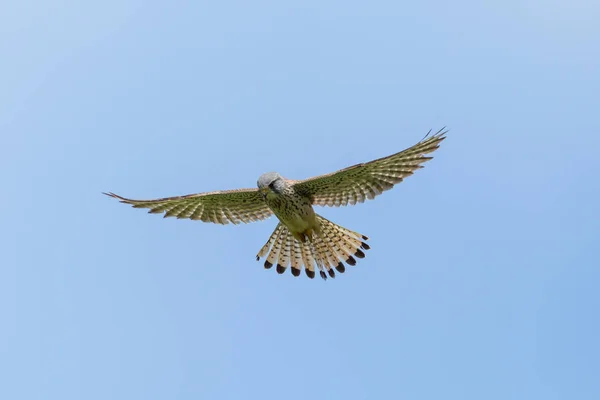 De torenvalk (Falco tinnunculus) tijdens de stationaire vlucht — Stockfoto