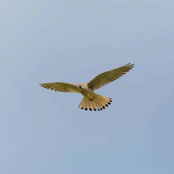 ortak kerkenez (falco tinnunculus) sabit uçuş