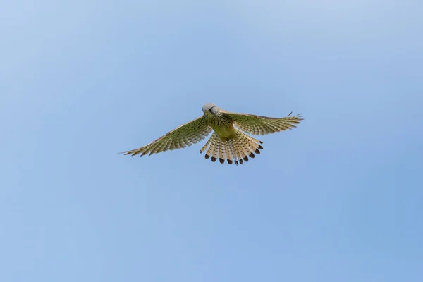 Geïsoleerde gemeenschappelijke torenvalk (Falco tinnunculus) stationaire vlucht — Stockfoto