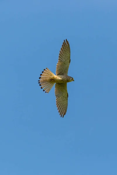 Vrouwelijke torenvalk (Falco tinnunculus) in vlucht Blue Sky — Stockfoto