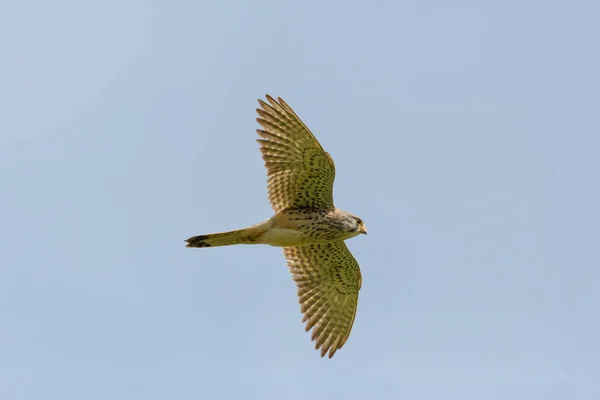 Portret vliegende gemeenschappelijke torenvalk (Falco tinnunculus) verspreid vleugels — Stockfoto