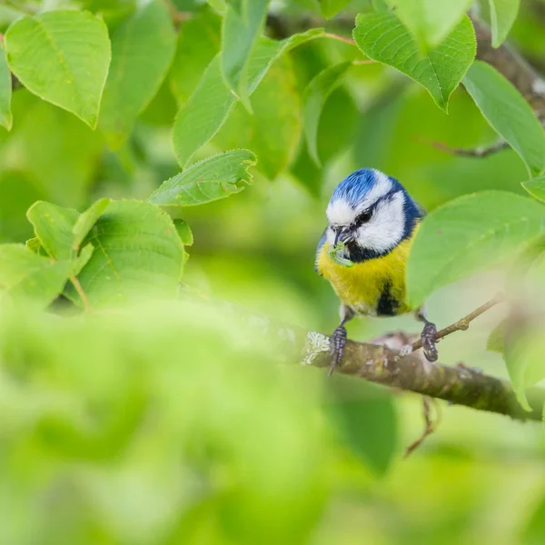 Blue tit bird (parus caeruleus), green foliage — Stok fotoğraf