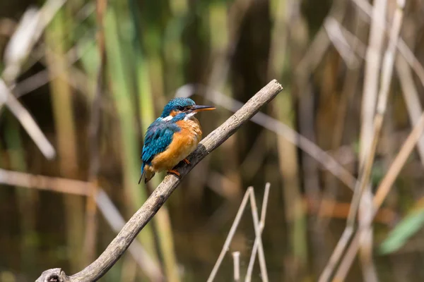 Eisvogelweibchen (alcedo atthis) sitzt auf einem Ast im Schilf — Stockfoto