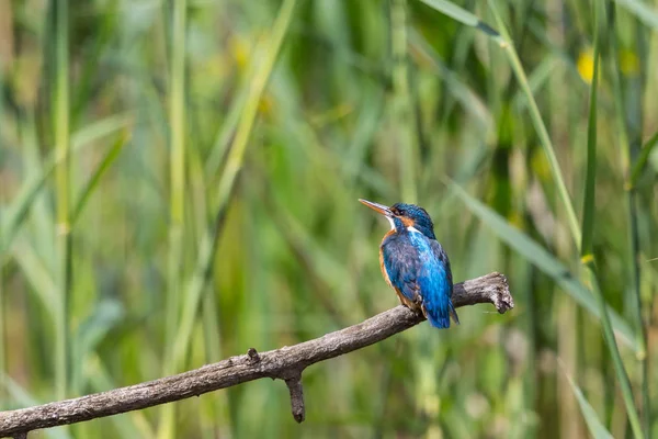 Женщина-зимородок (alcedo atthis) сидит на ветке в тростнике — стоковое фото