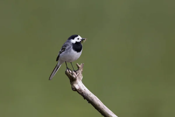 Portrait of white wagtail (motacilla alba) with insects — Stock Photo, Image