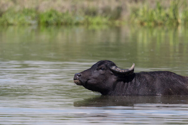 Asian buffalo (Bubalus arnee) swimming in water