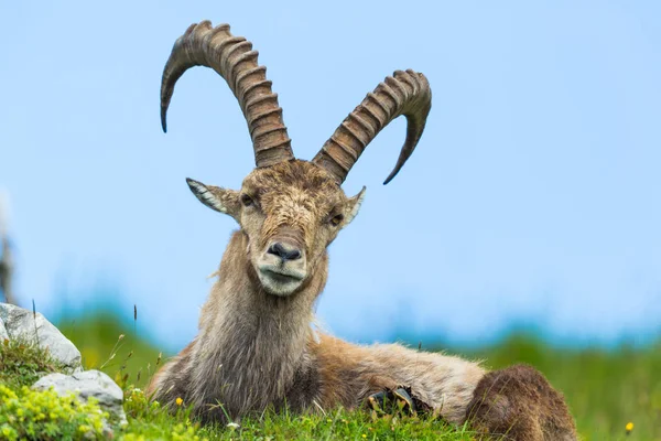 Přírodní alpský kozorožci sedící na louce — Stock fotografie