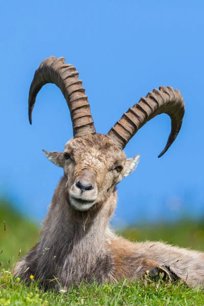 ön görünüm portre doğal erkek alp ibex oğlak mavi gökyüzü