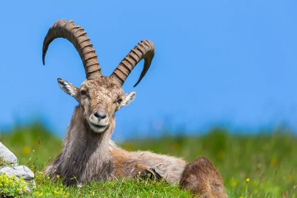 Natural masculino alpino capra ibex capricórnio azul céu verde prado — Fotografia de Stock