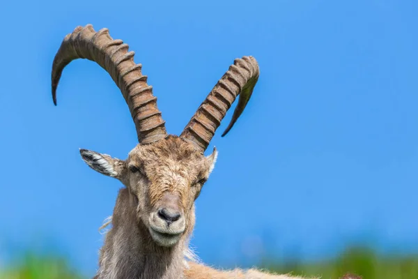 Vista frontal isolado capra alpino ibex capricórnio sentado no prado — Fotografia de Stock