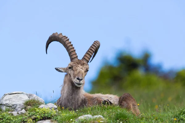 Ibex alpino natural sentado no prado — Fotografia de Stock