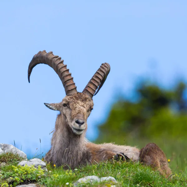 Vista frontal macho alpino ibex capricórnio sentado no prado verde — Fotografia de Stock