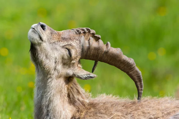 Retrato da vista lateral do capricórnio alpino natural do ibex no prado — Fotografia de Stock