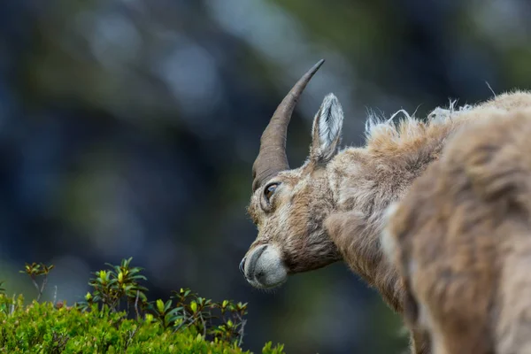 Mladý přírodní uvolněný samec alpský capra kozoroh kozoroh hledá — Stock fotografie