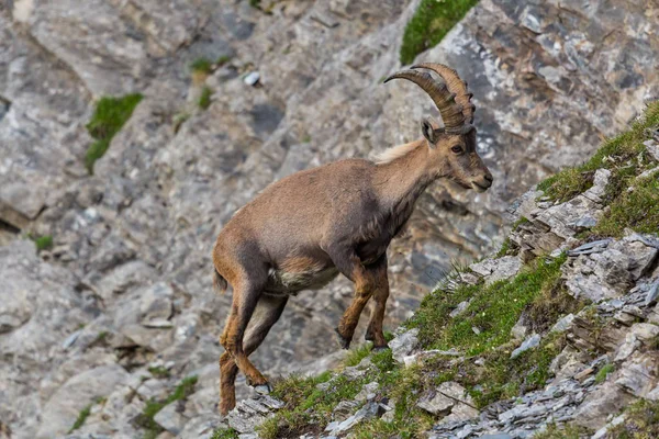 Portrét mužské alpské Capra kozorožský horolezecký útes — Stock fotografie