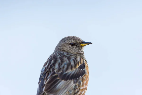 Retrato de acentuação alpina (prunella collaris ) — Fotografia de Stock