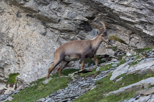 dağ kayalarda duran doğal alp ibex