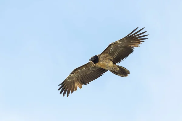 Portrét mladistvého vousatého Supa (gypaetus barbatus) létající — Stock fotografie