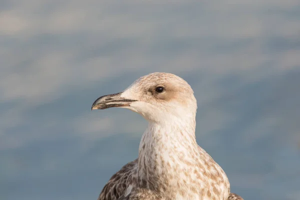 Detaljerat porträtt av mås fågel i solljus med mjukt vatten — Stockfoto