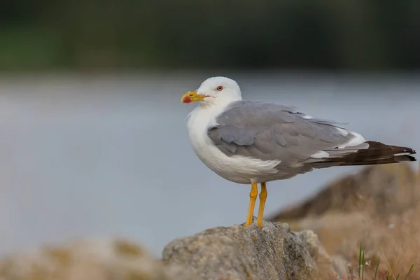 Goéland marin (larus michahellis) en gros plan debout sur des rochers au rivage — Photo