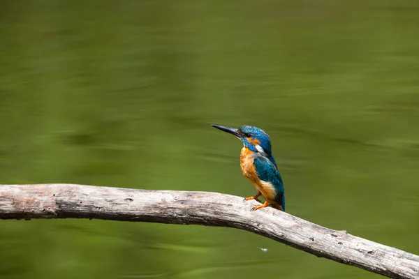 Macho comum kingfisher (alcedo atthis) sentado no ramo — Fotografia de Stock