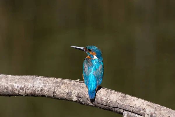 Натуральный самец обыкновенный зимородок (Alcedo atthis), сидящий на ветке — стоковое фото