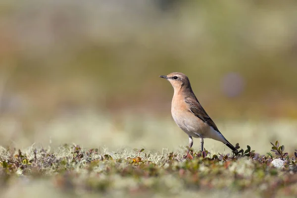 Portrét běžného wheateara (Oenanthe) — Stock fotografie