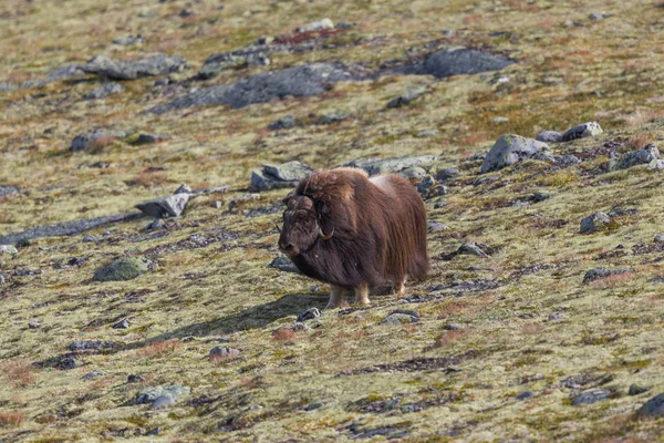 One natural male musk ox portrait (ovibos moschatus) — Stock Photo, Image