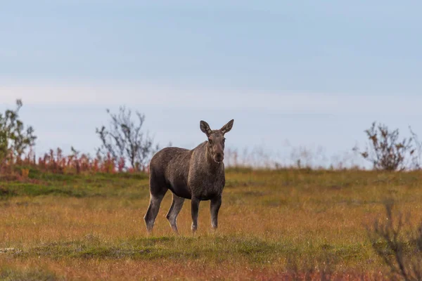 Close-up female moose (alces alces) — Stock Photo, Image