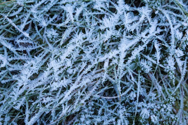 frozen grass with ice crystals