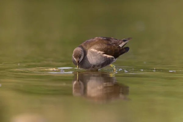 Natural young common moorhen (gallinula chloropus) — Stock Photo, Image