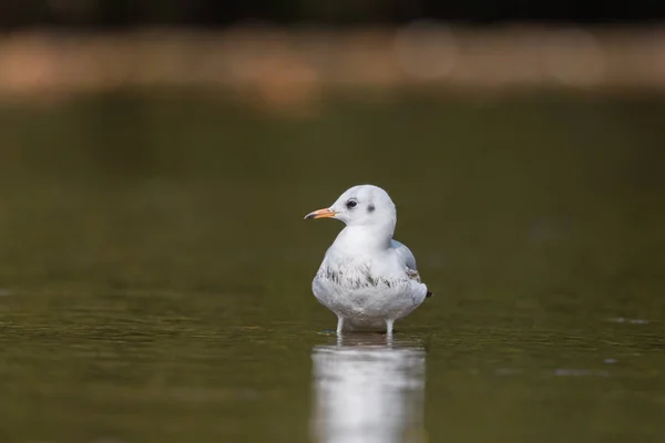 Portrait de goéland à tête noire naturel isolé — Photo