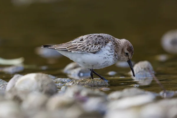 Közeli portréja Havasi partfutó (Calidris Alpina) — Stock Fotó