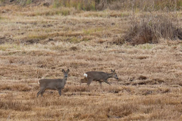 çayırda duran iki karaca