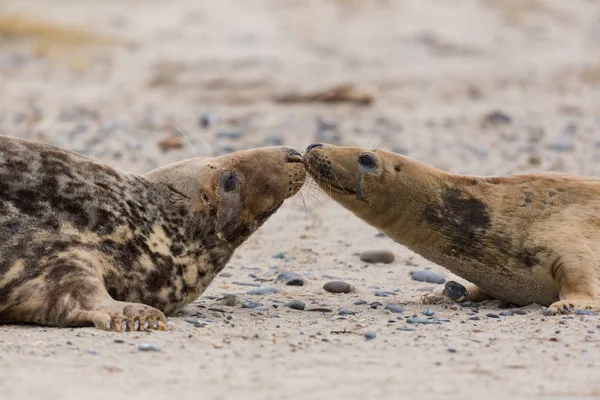 kum sahilde iki gri mühürler (Halichoerus grypus) yan görünümü 