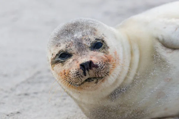 Ritratto di giovane foca comune (phoca vitulina) distesa sulla sabbia bea — Foto Stock