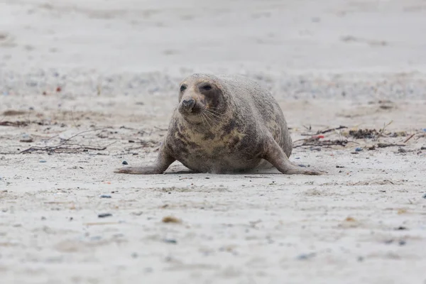 Widok z przodu męskiego szarego uszczelnienia (Halichoerus grypus) indeksowania — Zdjęcie stockowe