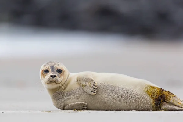 Portrét společné plomby (phoca vitulina) ležící na písečné pláži — Stock fotografie