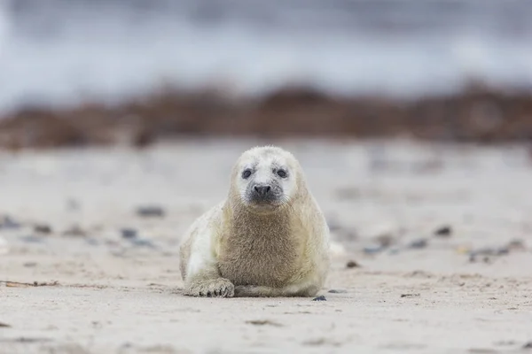 Szczeniak szarej pieczęci (Halichoerus grypus) pełzający na piasku plaży — Zdjęcie stockowe