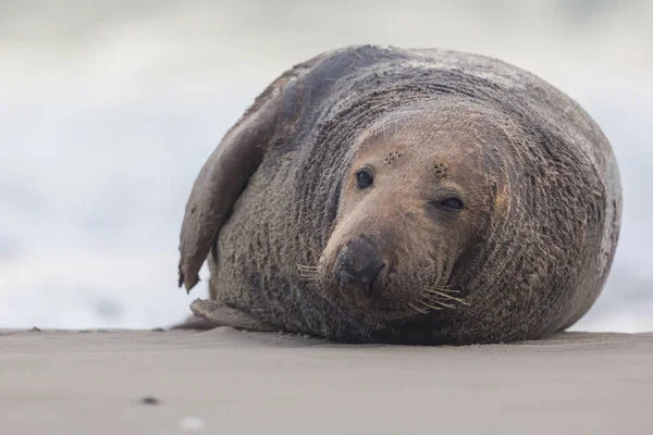 Blízký muž s šedou pečetí (Halichoerus grypus) — Stock fotografie