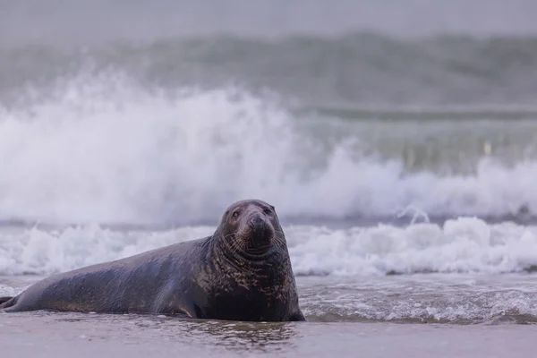 Um selo cinzento macho (halichoerus grypus) no surf — Fotografia de Stock